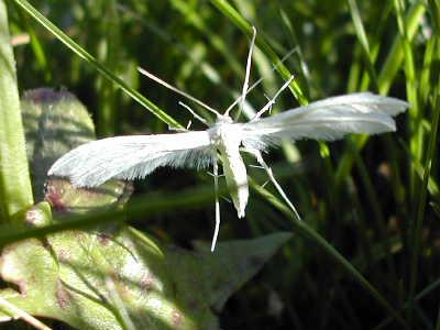PTEROPHYLUS PENTADACTYLUS
